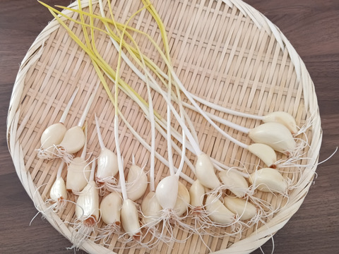 においが残りにくい！屋内水耕栽培　『発芽にんにく』　3袋180g　スプラウトにんにく