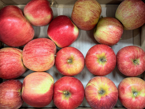 【お買い得✨ワケあり商品】加工用サンつがる3kg(バラ詰め)　青森県産りんご　数量限定