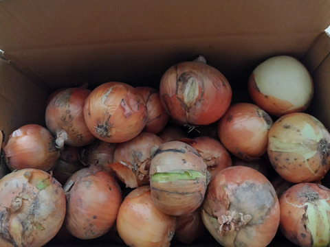 淡路島玉ねぎ　訳あり品 １０ｋｇ　お買い得！残留農薬不検出。