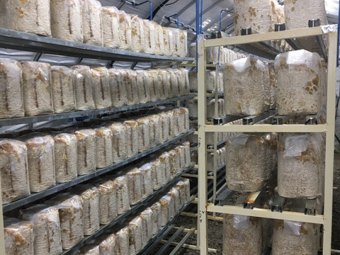 ＜乾燥80g＞栄養たっぷり！食感たのしい【国産】きくらげ