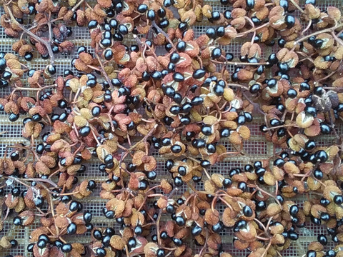 ２種組み合わせ【天日干し紫蘇梅干し300㌘4個＋乾燥山椒100g1個】和歌山産