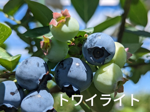 【パリｯ！プリｯ✨】トワイライト
400g