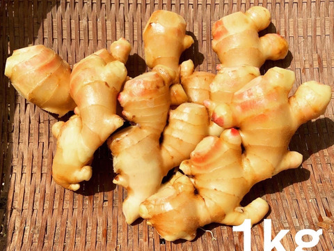 キリッと香りが良い！生姜1kg（糸島産・農薬＆化学肥料不使用）：福岡