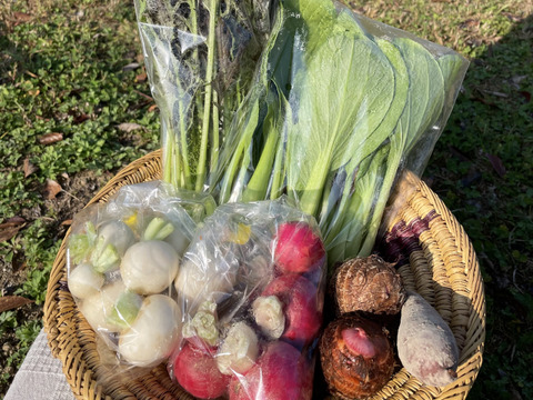 〜南国土佐旬便り〜あったかい太陽の恵みたっぷり冬の野菜セット【5-7品目】