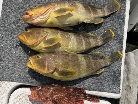 明日朝まで限定！捕れたて！アオナ・カサゴ　約3kgオーバー 長崎県対馬市(内臓・鱗処理済)