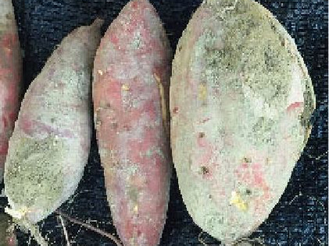 鮮やかな紫色の紫芋3kg（加工用にも最適！）兵庫県産 農薬不使用