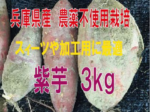 鮮やかな紫色の紫芋3kg（加工用にも最適！）兵庫県産 農薬不使用