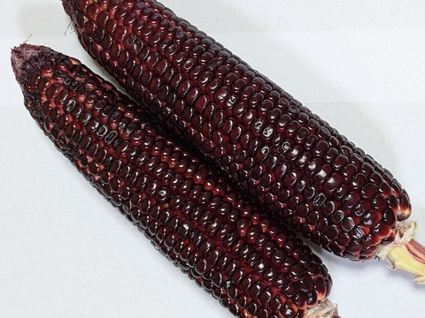 赤いとうもろこし《大和ルージュ》【漢方栽培】