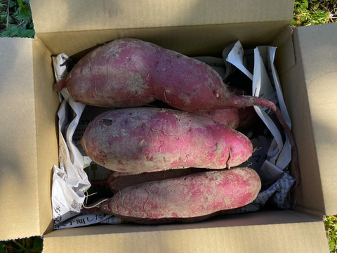 ‼️大きめサイズでお買得‼️【有機JASシルクスイート2kg】追熟完了❣️絹のような食感で甘味最高な大人気品種！スイートポテト、蒸し芋、干し芋、大学芋など！スイーツから離乳食まで！家族が喜ぶ美味しさ！