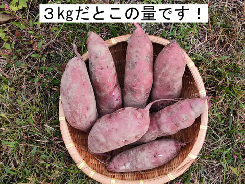 【有機JAS認証 紅はるか3kg,6kgまで送料同額！】サツマイモ好きが選ぶのはこの品種！ねっとりとした食感！極甘！10月に収穫し追熟完了！京都大原の棚田から今がまさに食べごろのサツマイモのご案内！