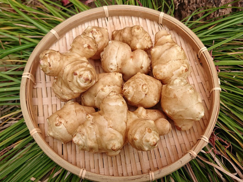ヤーコンと菊芋のセット ✽ 農薬化学肥料不使用【合計2kg】