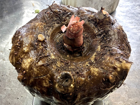 〈芋から栽培〉手練りの自家製こんにゃく【京都美山】