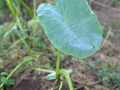 【予約増量(^^♪】 里芋　“土垂“2000g→2200g　from 名水の里　秦野