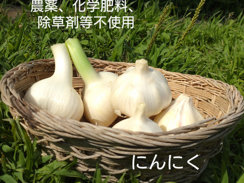 お買い得♪ニンニクにんにく バラ売り 50個入り☆バラにんにく🧄農薬、除草剤、化学肥料不使用※常温発送