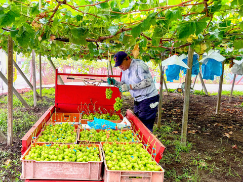 シャインマスカット約1.2㎏ （２房）☆9/7 - 9/18 発送予定　　　爽やかな香りと高貴な甘さ　
　　　種なしで皮ごと楽しめる人気の女王
