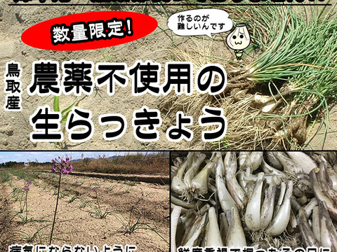 【限定栽培】農薬不使用の根付き生らっきょう 7ｋｇ 【収穫から最短発送】鳥取県産