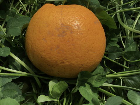 採れたてお届け！清見オレンジ1kg&爽やか八朔1kgセット【農薬不使用】