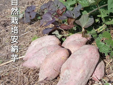 自然栽培★希少さつまいも食べ比べ3種！3キロ　固定種 在来種専門農家（ 淡路島産Awaji369farmからお届け4000円）農薬不使用　無肥料栽培　内容【安納いもマロンゴールド紅はるか】