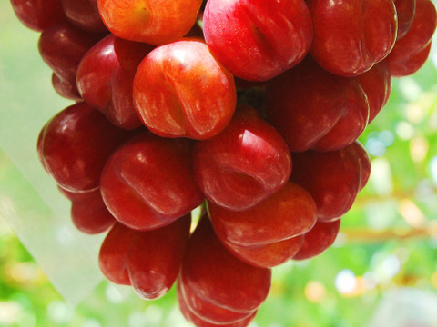 岡山県産朝採り甘くて果汁たっぷり！！
次世代品種【ﾏｲﾊｰﾄ】家庭用約1㎏以上（2房〜3房）
【予約販売】2026年8月から販売予定！！
天候により月日が前後する場合が御座います。