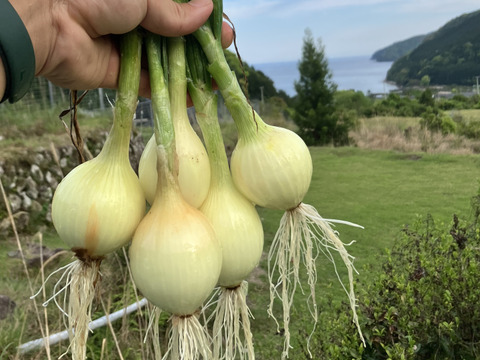 雑味なし！甘くて美味！タマネギ「ソニック」1玉80~200g合計1.8㎏