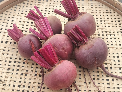 【農薬化学肥料不使用】程よい甘さで栄養豊富！ビーツ 約1.8kg