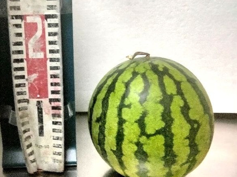 兵庫産 黄金羅王　TVで大人気　小玉スイカ1玉　ご家庭用②