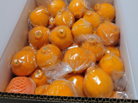 びっくりサイズ❗️ちょーかわいい小玉デコ約１０キロ(箱コミ)