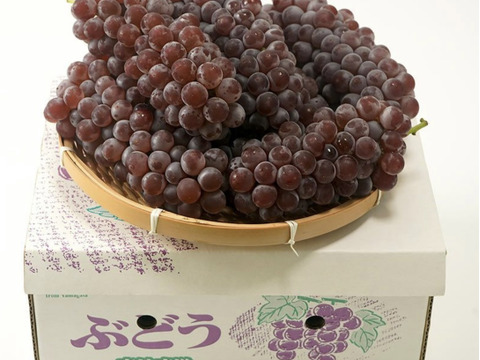 山形産 デラウェア1キロ（7房前後）樹上完熟新鮮朝採り当日発送！生産量日本一のおきたま高畠産