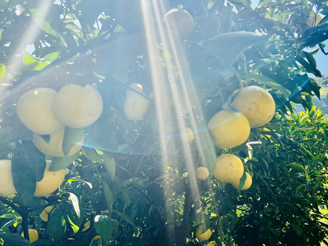 日向夏🍊(家庭用・5Kg)