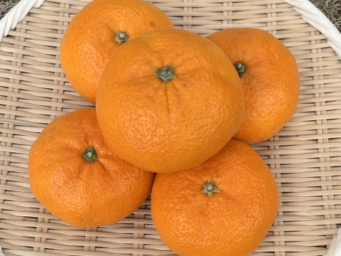 『青島』温州みかん 5㎏ 3Lサイズ（１㎏あたり5個程度）湯河原産