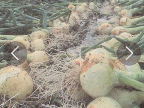 淡路産 新玉葱 ５Kg 箱入り　　サラダで美味しい