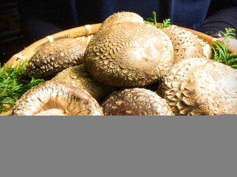 旬をお届け！みのりの秋子さん（プレミアム品）