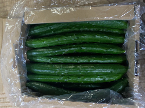 【ギフト用🎁】"おいしい水分補給"で熱中症対策 『湧水きゅうり』｜等級：秀｜1kg（箱重量込）：約6本