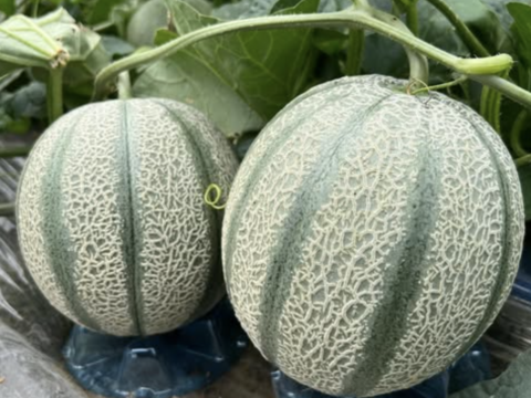 甘さぎっしり詰まった 家族で楽しむマルセイユメロン｜めろん2玉