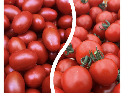 【朝採れ最短発送！ご家庭用】 Premium Sweet(400g)×フルーツミニ(600g)　計1キロ