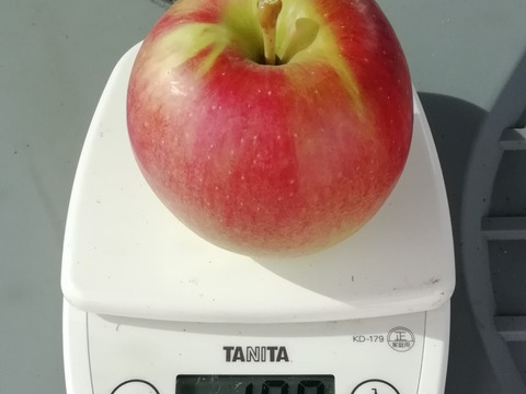 【収穫即日発送】サンつがる　家庭用小玉　1.8～1.9キロ【葉とらず】JA基準より60％減の低農薬栽培