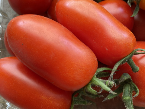 【完全通年農薬・化学肥料・動物性堆肥不使用】完熟トマト！色んな種類のこだわり自家採種（1Kg）