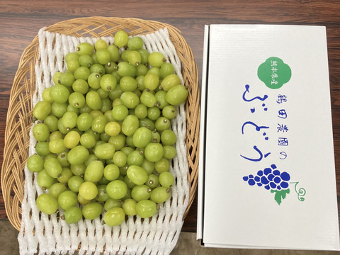 【食品ロス削減‼️訳あり品】粒シャインマスカット（約1㎏）