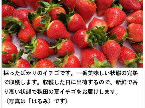 イチゴ 完熟で香り高い！＜揺りかごパック /１パック＞