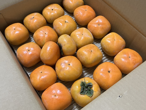 9月中旬から順次発送(自家用)和歌山県産たねなし柿M・Lサイズ(36個～40個)