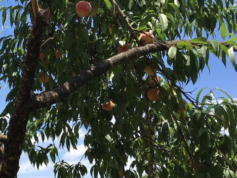 【国内希少！】自然栽培の桃のコンフィチュール