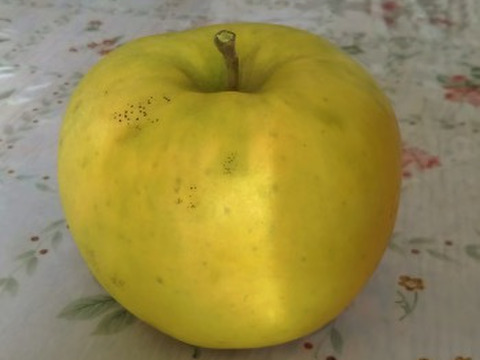 蜜フリークにぴったり！こうこう約３キロ。