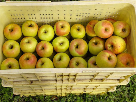 葉取らずサンふじ＋ぐんま名月　家庭用　3キロ（2：1）JA基準より60％減の低農薬栽培【りんご食べ比べ】