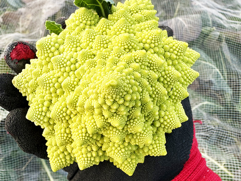 【芸術的野菜！】ロマネスコ（2個）農薬・化学肥料不使用