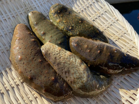 【江田島産】青ナマコとサザエのセット