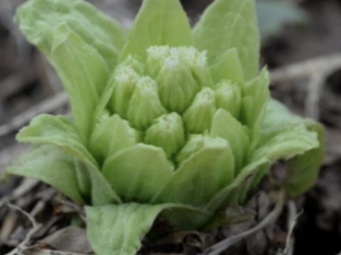 新鮮！採れたて旬の山菜『ふきのとう』250g