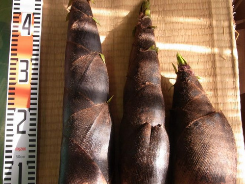 【最短発送】兵庫産朝掘りたけのこ3.5kg