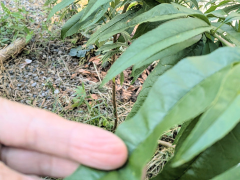 桃の葉（生葉）🌿300枚以上☆桃の葉風呂、手作り桃の葉ローション等に♪☆農薬、除草剤、化学肥料等不使用の桃の木の生葉☆自然栽培🌿ゆうパック🏣