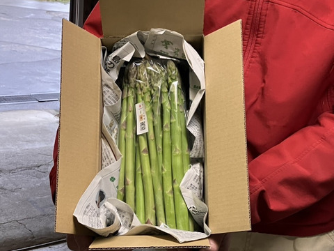 自然の恵みいっぱい雪国アスパラガス M〜L 800g