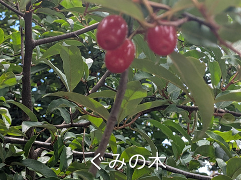 冷凍☆グミの実☆グミの木の実☆30個入り🍒 冷凍便にてのお届けになります🍒栄養価の高い和製スーパーフード、グミの実🍒 （※そのまま食べれますが渋みがありますので気になる方は果実酒やジャム等に）